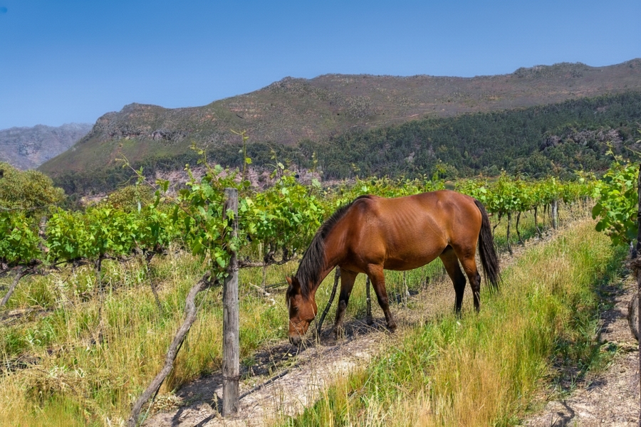 0 Bedroom Property for Sale in Franschhoek Rural Western Cape